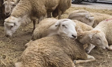 Kəsim məntəqələrindən ürəkbulandıran görüntülər - VİDEO