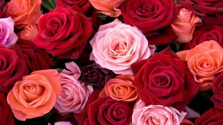 Bakıda bəy sevgilisinə 100.000 ədəd qızıl gül HƏDİYYƏ ETDİ - VİDEO