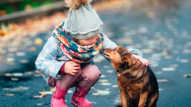 İtlərlə təmas uşaqları ekzema xəstəliyindən qoruya bilər - Alimlər