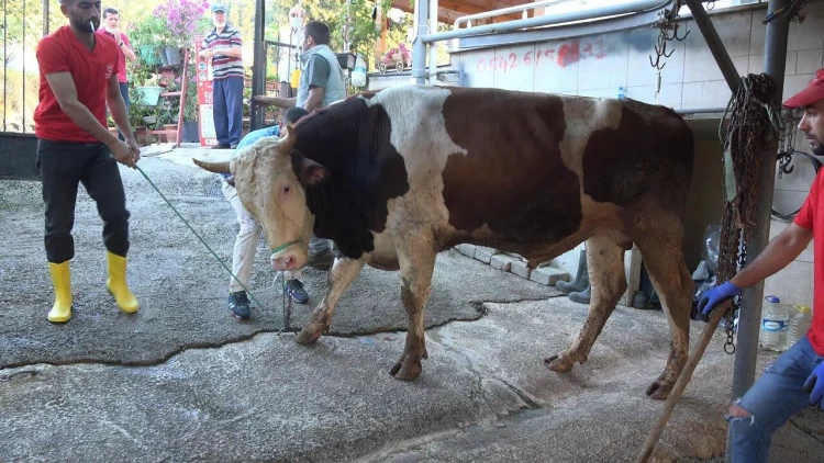 Türkiyədə 14 mindən çox insan qurban kəsərkən yaralandı