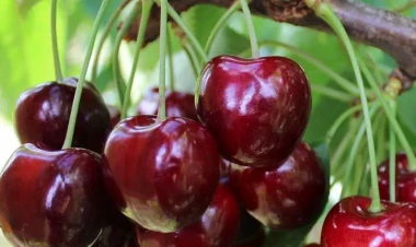 Gilası yeyəndən sonra atmayın - Saplağı çox faydalıdır