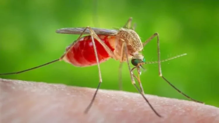 Ağcaqanadlar ən çox bu qan qrupundan olan insanları 