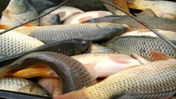 Məhəmmədi gölündə balıqlar kütləvi tələf olunur