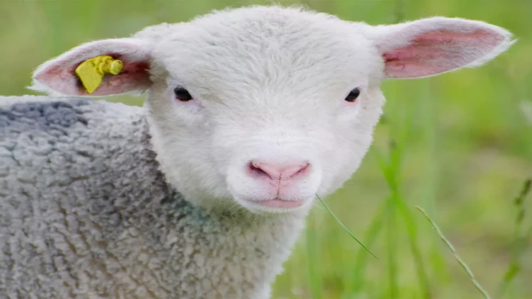 Bu il qurban kəsmək neçəyə başa gələcək?