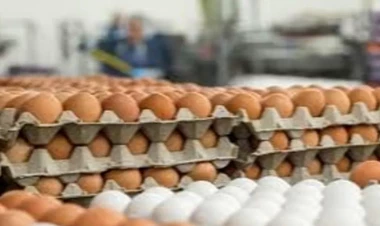 Yumurta kartonlarını təkrar istifadə etməyin - sağlamlığınız risk altındadır!