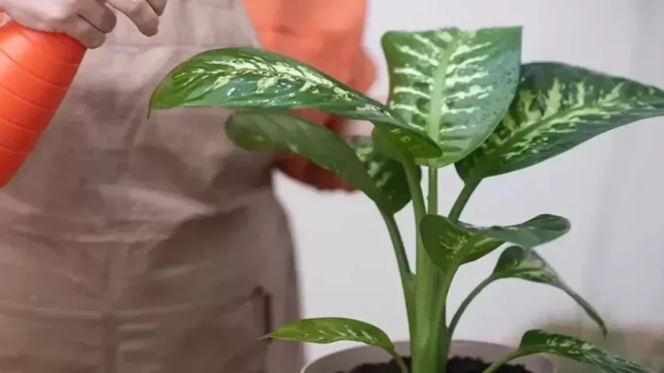 Bu bitkiyə toxundu, kəkələməyə başladı - Hər evdə var - DİQQƏT