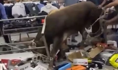 Bakıda dana ticarət mərkəzini alt-üst qoydu – VİDEO