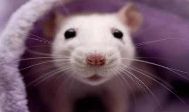 Siçanlar şəhəri ələ keçirir - Ölümcül bakteriya yayılır