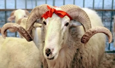 Qurban bayramı ərəfəsində ətin qiyməti neçəyədir?