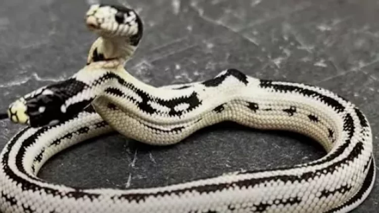 İkibaşlı ilan hər kəsi təəccübləndirdi