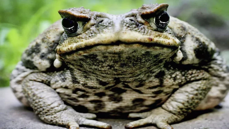 370 milyon illik möcüzə: Amfibiyalar yoxa çıxmaq təhlükəsi ilə üz-üzə