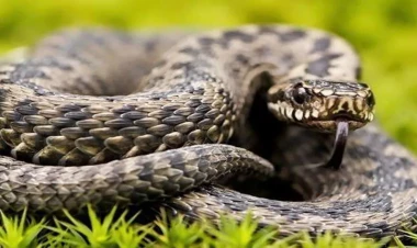 Bakının bu qəsəbəsi ilanların hücumuna məruz qaldı - VİDEO