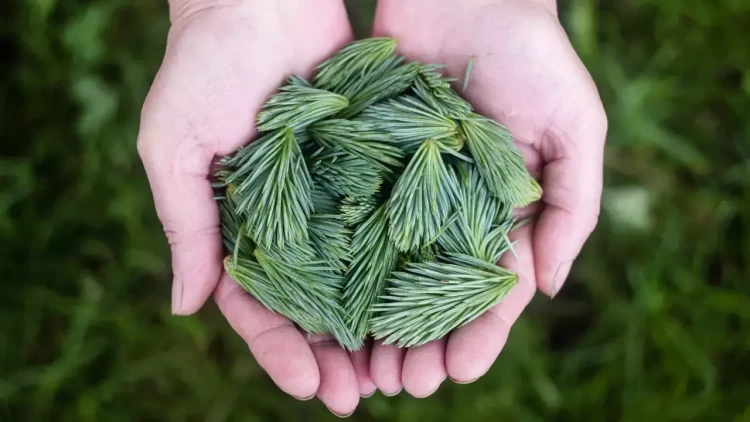 İçdiyiniz suya bir parça əlavə edin - Dəyişimə inanmayacaqsınız