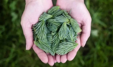 İçdiyiniz suya bir parça əlavə edin - Dəyişimə inanmayacaqsınız