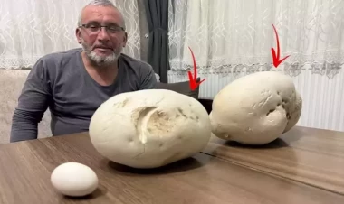 Gəzməyə çıxdığı yolda görün nə tapdı 