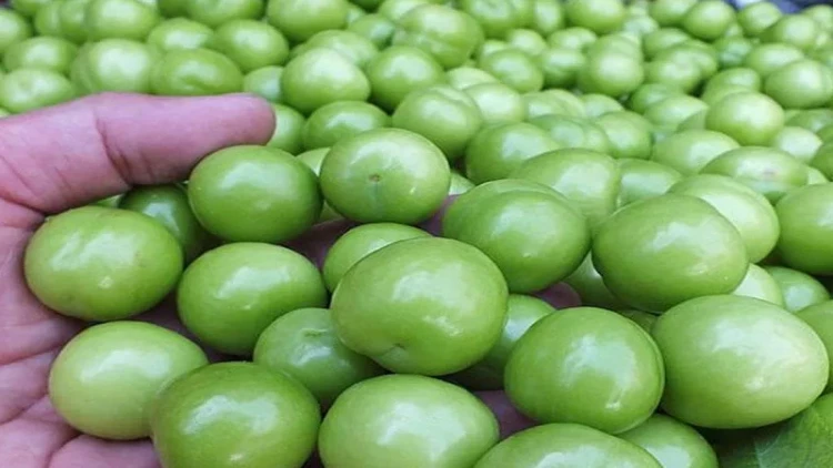 Alça kimlərə olmaz?