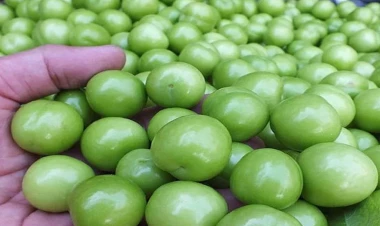 Alça kimlərə olmaz?