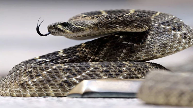 Məktəbdə yeməyin içindən ilan qalıqları çıxdı - Yüzlərlə şagird zəhərləndi