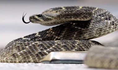 Məktəbdə yeməyin içindən ilan qalıqları çıxdı - Yüzlərlə şagird zəhərləndi