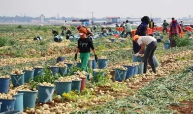 Qiyməti 30 qəpiyə düşdü: Damarları açır, şəkəri tənzimləyir, mikrobları qırır
