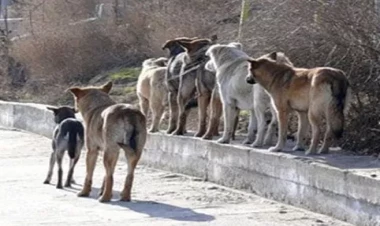 “Sahibsiz Heyvanlara Qayğı Mərkəzi” publik hüquqi şəxsi yaradıldı
