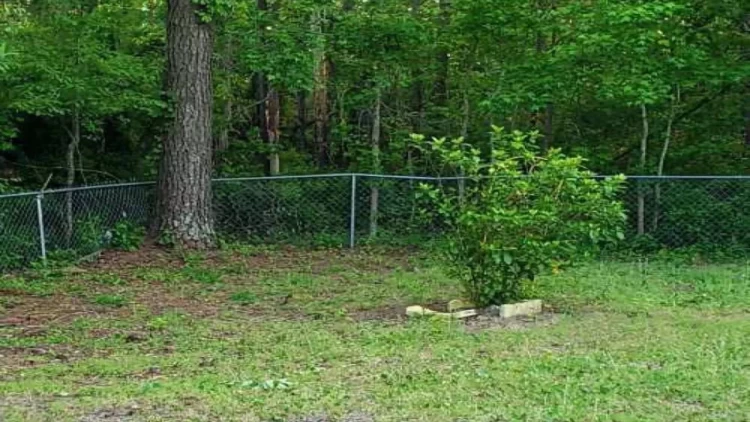 Sadəcə dahilər görür - 9 saniyə vaxtınız var: Pişiyi tapın