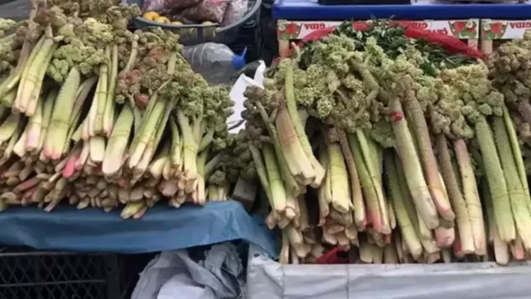 Xərçəngin müalicəsində yeni bitki - Şöhrəti ABŞ-yə qədər yayıldı