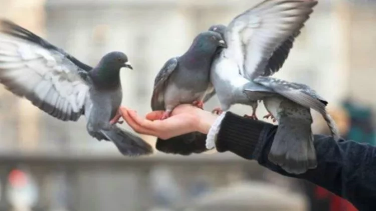 Göyərçinlər xəstəlik yayır  - Alimlərdən XƏBƏRDARLIQ