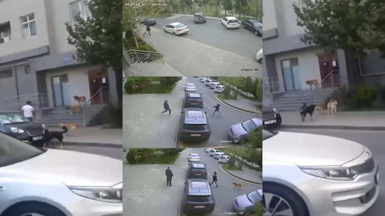 Yasamalda küçə itləri azyaşlıya hücum etdi - VİDEO