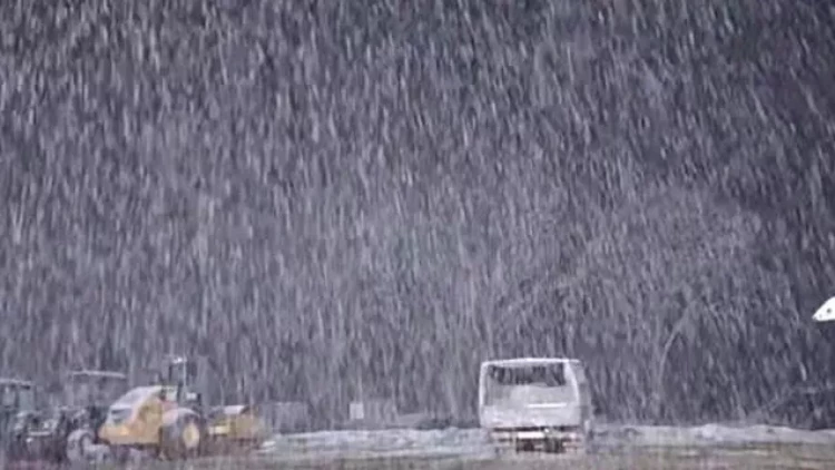 Laçın apreldə ağ örpəkdə - FOTO