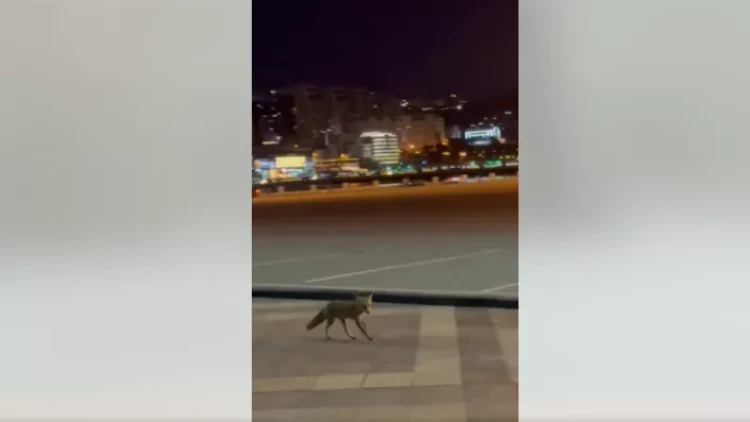 Bakının mərkəzində yenidən tülkü göründü