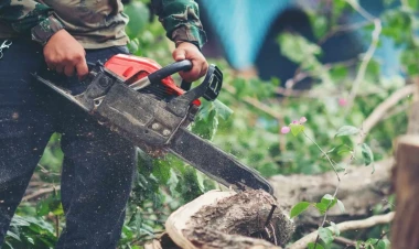 Ağacları kəsib, təbiətə 89 min ziyan vurublar