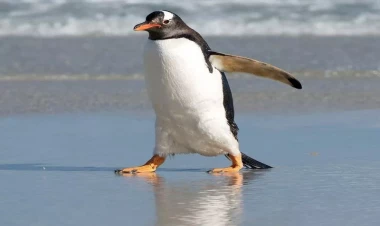 Pinqvin helikopter qəzasına səbəb oldu