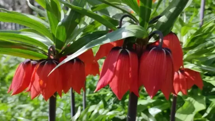 Bu gülü dərməyin cəzası 577 mindir– İldə yalnız 20 gün çiçək açır