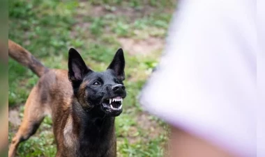 Azərbaycanda bağçadan çıxan uşaqlara itlər hücum etdi: Çox sayda yaralı var
