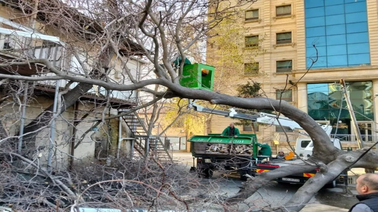 Bakıda güclü külək 12 ağacı AŞIRDI - YENİLƏNİB - VİDEO