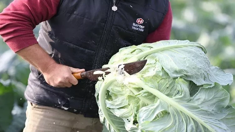 Ömrü uzadır, immuniteti gücləndirir - Mütəxəssislər boş yerə tövsiyə etmirlər
