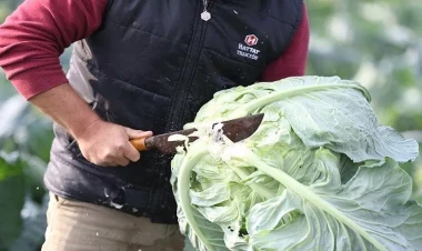 Ömrü uzadır, immuniteti gücləndirir - Mütəxəssislər boş yerə tövsiyə etmirlər