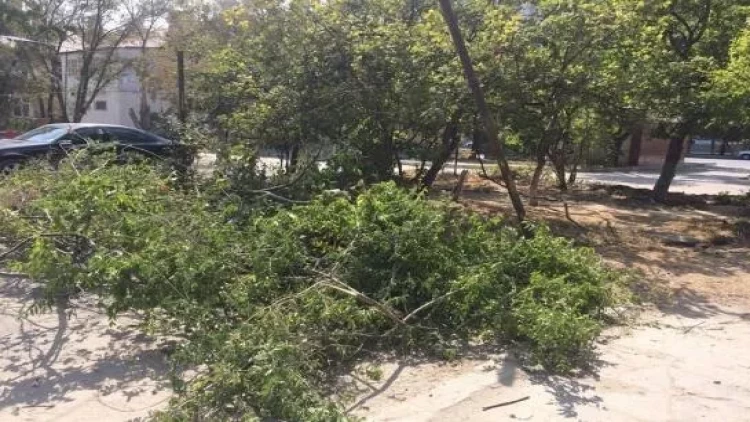 Şəki kafesinin sahibi ağacları kəsib, iş prokurorluğa göndərildi