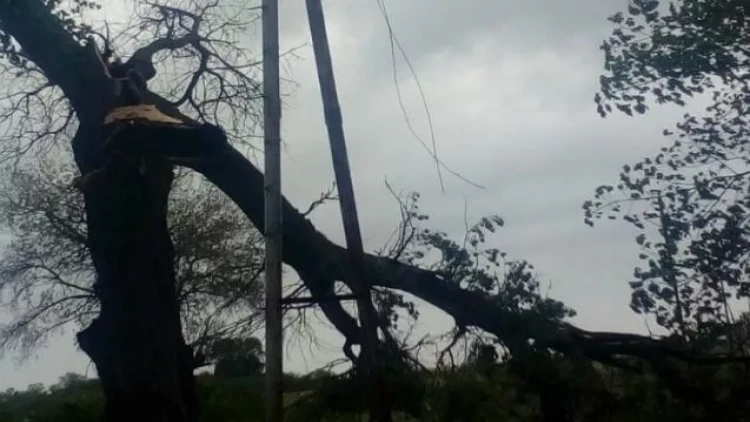 Bakıda ağac evin üzərinə aşdı: Çatlar yarandı - FOTOlar