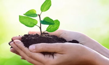 Azərbaycanda sərvət dəyərində satılan bitki