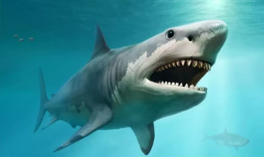 Elm dünyasını təəccübləndirən kəşf: Köpəkbalıqları səs çıxarırmış