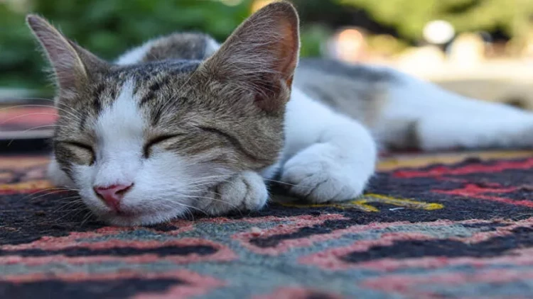 Pişiklər niyə qəfil quru yeməkdən imtina edirlər?