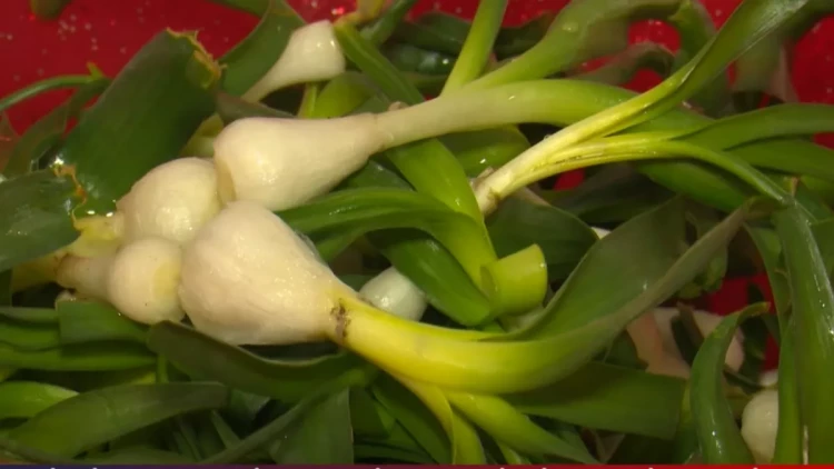 Laçının özünəməxsus bitkisi: 