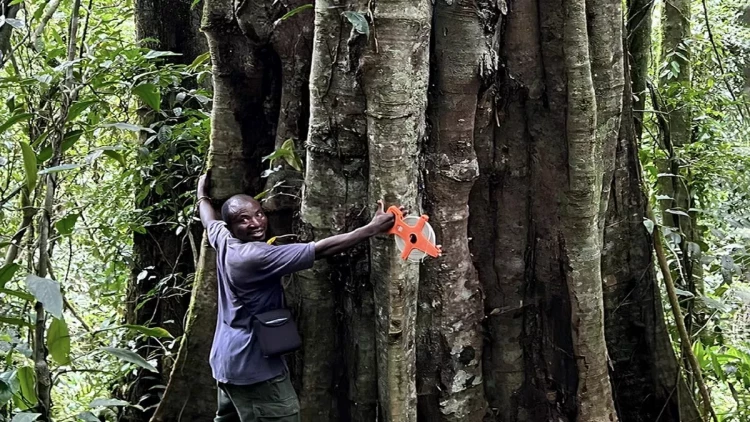 Afrikada üç min illik ağaclar aşkar edilib - FOTOlar