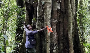 Afrikada üç min illik ağaclar aşkar edilib - FOTOlar