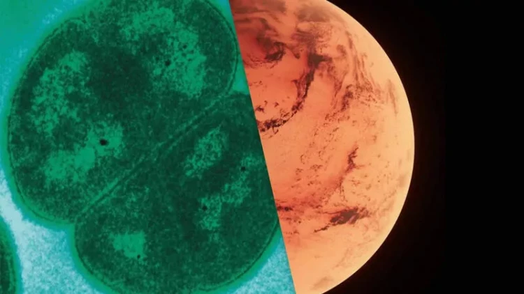 Ən dayanıqlı bakteriya: Nə radiasiya, nə də kosmik vakum ona təsir edir