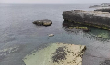 Xəzər sahilində qu quşunun faciəvi ölümü - FOTO
