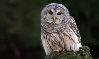 Tramp 450 min bayquşu öldürmək istəyir - SƏBƏB