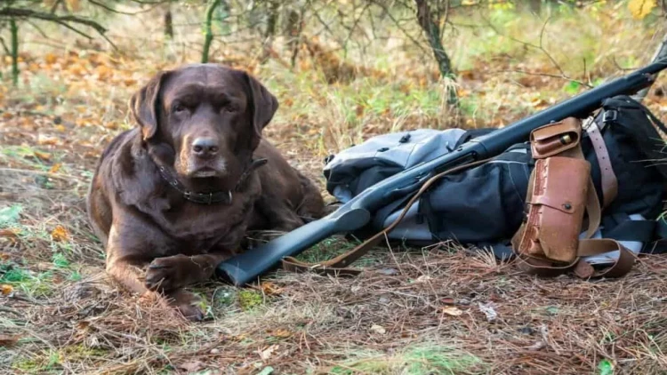 İt öz sahibini güllələdi